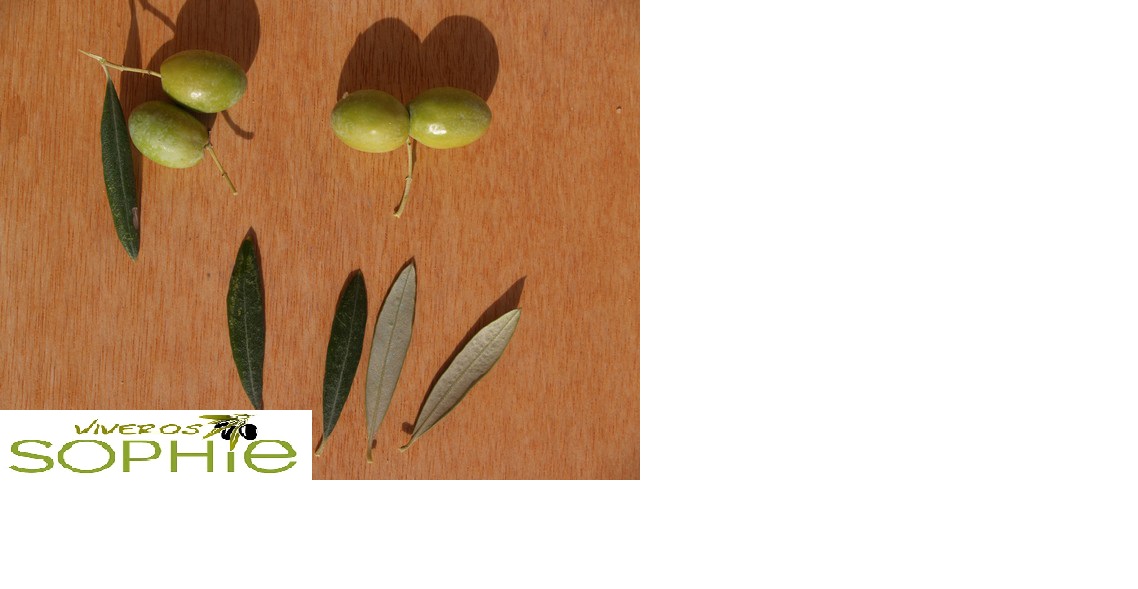 Variedad de olivo MOREJONA